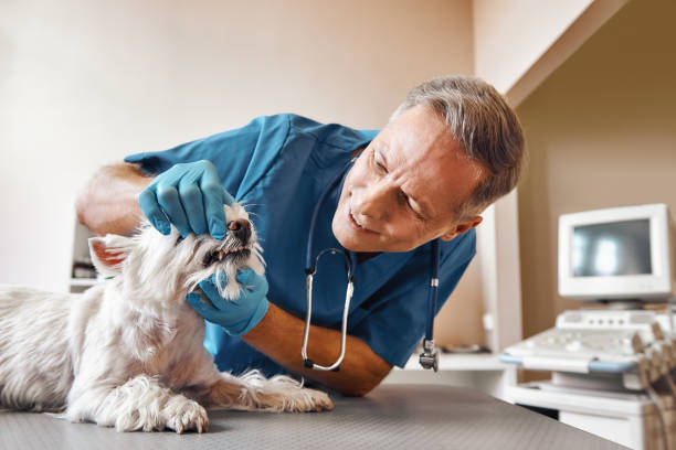 Best Emergency Dental Services for Seniors in Great Falls Crossing, VA